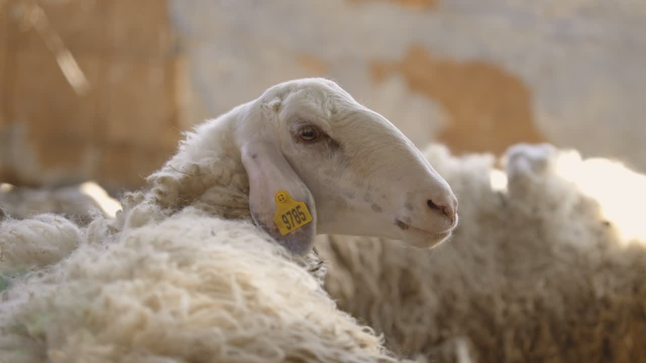 Moutons au repos contre un mur de terre